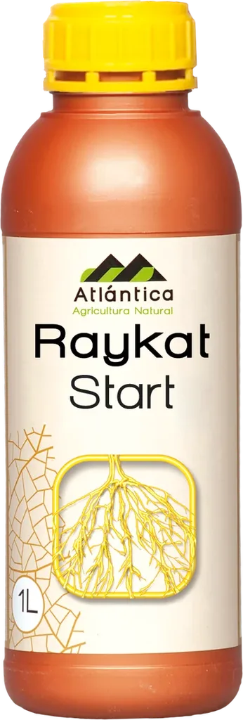 РАЙКАТ Старт